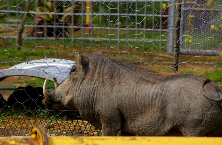 749 Namibia Okt 2006 Warzenschwein.JPG